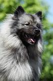 SPITZ LOUP 034